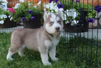 AKC Alpan - Red Blue Eyes Boy, a male Siberian Husky for sale in Evans, WA – Photo 2 of 10