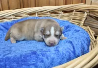 AKC Narik Red and White with Blue Eyes Male, a male Siberian Husky for sale in Evans, WA – 4 of 7