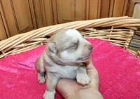 AKC Nelya Red and White with Blue Eyes Female, a female Siberian Husky for sale in Evans, WA – 2 of 7