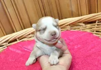 AKC Nelya Red and White with Blue Eyes Female, a female Siberian Husky for sale in Evans, WA – 4 of 7