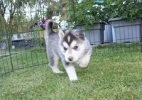 AKC Luke Black Brown Eyes Boy, a male Siberian Husky for sale in Evans, WA – Photo 4 of 10