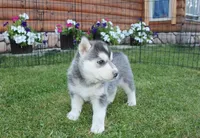 AKC Luke Black Brown Eyes Boy, a male Siberian Husky for sale in Evans, WA – Photo 7 of 10