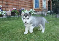 AKC Luke Black Brown Eyes Boy, a male Siberian Husky for sale in Evans, WA – Photo 6 of 10