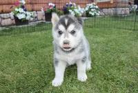 AKC Luke Black Brown Eyes Boy, a male Siberian Husky for sale in Evans, WA – Photo 5 of 10