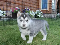 AKC Luke Black Brown Eyes Boy, a male Siberian Husky for sale in Evans, WA – Photo 8 of 10