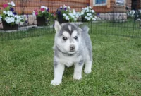 AKC Luke Black Brown Eyes Boy, a male Siberian Husky for sale in Evans, WA – Photo 2 of 10