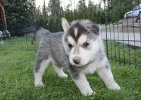 AKC Luke Black Brown Eyes Boy, a male Siberian Husky for sale in Evans, WA – Photo 3 of 10
