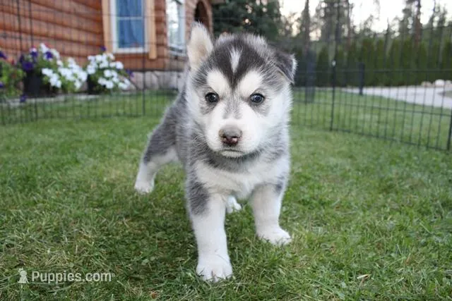 AKC Luke Black Brown Eyes Boy