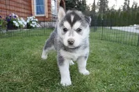 AKC Luke Black Brown Eyes Boy, a male Siberian Husky for sale in Evans, WA – Photo 1 of 10