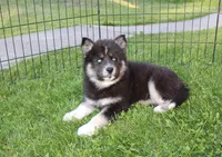 AKC Alesya Female Blue Eyes Husky, a female Siberian Husky for sale in Evans, WA – 4 of 10