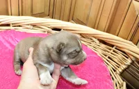 AKC Nana Red female Husky with Blue Eyes, a female Siberian Husky for sale in Evans, WA – 3 of 8