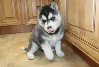 AKC Ariel Black Blue Eyes Girl, a male Siberian Husky for sale in Evans, WA – Photo 5 of 10