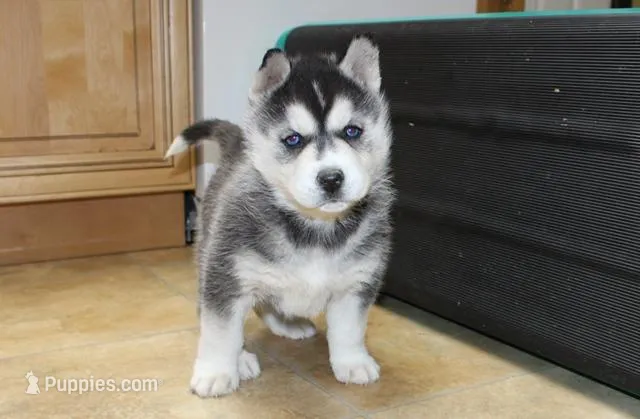 AKC Ariel Black Blue Eyes Girl, a male Siberian Husky for sale in Evans, WA – Photo 1 of 10