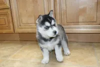 AKC Ariel Black Blue Eyes Girl, a male Siberian Husky for sale in Evans, WA – Photo 6 of 10