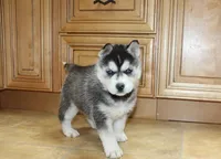 AKC Ariel Black Blue Eyes Girl, a male Siberian Husky for sale in Evans, WA – Photo 4 of 10