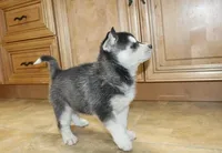 AKC Ariel Black Blue Eyes Girl, a male Siberian Husky for sale in Evans, WA – Photo 8 of 10