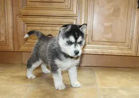 AKC Ariel Black Blue Eyes Girl, a male Siberian Husky for sale in Evans, WA – Photo 2 of 10