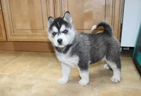 AKC Ariel Black Blue Eyes Girl, a male Siberian Husky for sale in Evans, WA – Photo 3 of 10