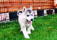 AKC Lark - Grey Boy, a male Siberian Husky for sale in Evans, WA – Photo 3 of 10