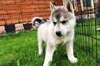 AKC Lark - Grey Boy, a male Siberian Husky for sale in Evans, WA – Photo 7 of 10