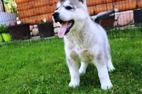AKC Lark - Grey Boy, a male Siberian Husky for sale in Evans, WA – Photo 8 of 10