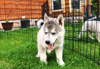 AKC Lark - Grey Boy, a male Siberian Husky for sale in Evans, WA – Photo 6 of 10