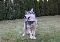 AKC Lark - Grey Boy, a male Siberian Husky for sale in Evans, WA – Photo 10 of 10