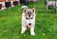 AKC Lark - Grey Boy, a male Siberian Husky for sale in Evans, WA – Photo 5 of 10