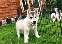 AKC Lark - Grey Boy, a male Siberian Husky for sale in Evans, WA – Photo 1 of 10