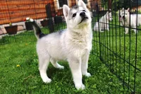 AKC Lark - Grey Boy, a male Siberian Husky for sale in Evans, WA – Photo 4 of 10