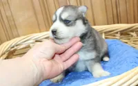 AKC Alik Grey Husky with Blue Eyes, a male Siberian Husky for sale in Evans, WA – 6 of 6