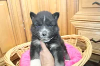 AKC Alesya Female Blue Eyes Husky, a female Siberian Husky for sale in Evans, WA – 2 of 6