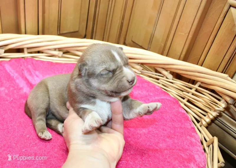 AKC Nana Red female Husky with Blue Eyes – Siberian Husky puppy for sale in Evans, WA