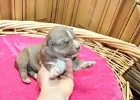 AKC Nana Red female Husky with Blue Eyes, a female Siberian Husky for sale in Evans, WA – 1 of 8