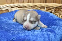 AKC Narik Red and White with Blue Eyes Male, a male Siberian Husky for sale in Evans, WA – 6 of 7