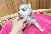 AKC Senia Girl - Grey/White, a female Siberian Husky for sale in Evans, WA – Photo 6 of 10