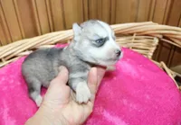 AKC Senia Girl - Grey/White, a female Siberian Husky for sale in Evans, WA – Photo 5 of 10