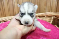AKC Senia Girl - Grey/White, a female Siberian Husky for sale in Evans, WA – Photo 2 of 10