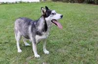 AKC Senia Girl - Grey/White, a female Siberian Husky for sale in Evans, WA – Photo 9 of 10