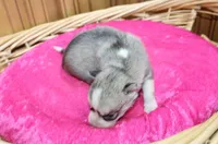 AKC Senia Girl - Grey/White, a female Siberian Husky for sale in Evans, WA – Photo 8 of 10