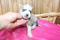 AKC Senia Girl - Grey/White, a female Siberian Husky for sale in Evans, WA – Photo 4 of 10