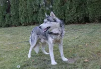AKC Senia Girl - Grey/White, a female Siberian Husky for sale in Evans, WA – Photo 10 of 10