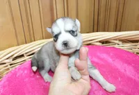AKC Senia Girl - Grey/White, a female Siberian Husky for sale in Evans, WA – Photo 3 of 10