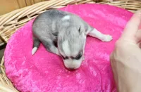 AKC Senia Girl - Grey/White, a female Siberian Husky for sale in Evans, WA – Photo 7 of 10