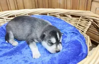 AKC Sam - Black/White male, a male Siberian Husky for sale in Evans, WA – Photo 7 of 10