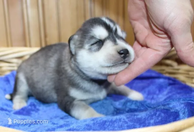 AKC Sam - Black/White male