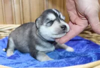 AKC Sam - Black/White male, a male Siberian Husky for sale in Evans, WA – Photo 1 of 10