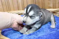 AKC Sam - Black/White male, a male Siberian Husky for sale in Evans, WA – Photo 8 of 10