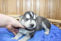 AKC Sam - Black/White male, a male Siberian Husky for sale in Evans, WA – Photo 6 of 10