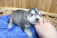 AKC Sam - Black/White male, a male Siberian Husky for sale in Evans, WA – Photo 2 of 10